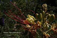 Caesalpinia gilliesii, Bird of Paradise Tree