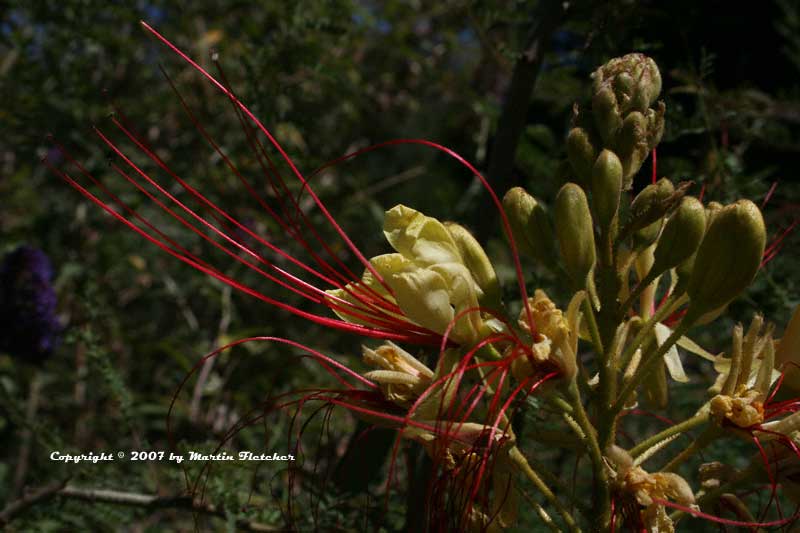 Caesalpinia gilliesii, Desert Bird of Paradise