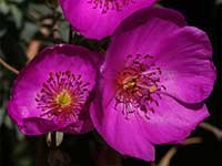 Calandrinia grandiflora, Rock Purslane