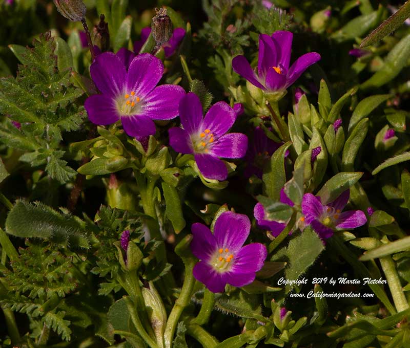 Calandrinia menziesii, Red Maids, Fringed Red Maids