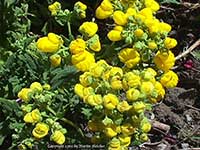 Calceolaria integrifolia Gold Nugget, Gold Nugget Lady's Slipper