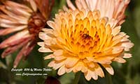 Calendula Zeolights, Zeolights Pot Marigold