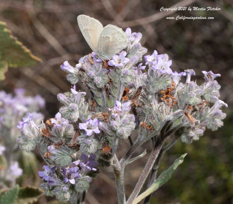 California Common Ringlet, Coenonympha tullia california