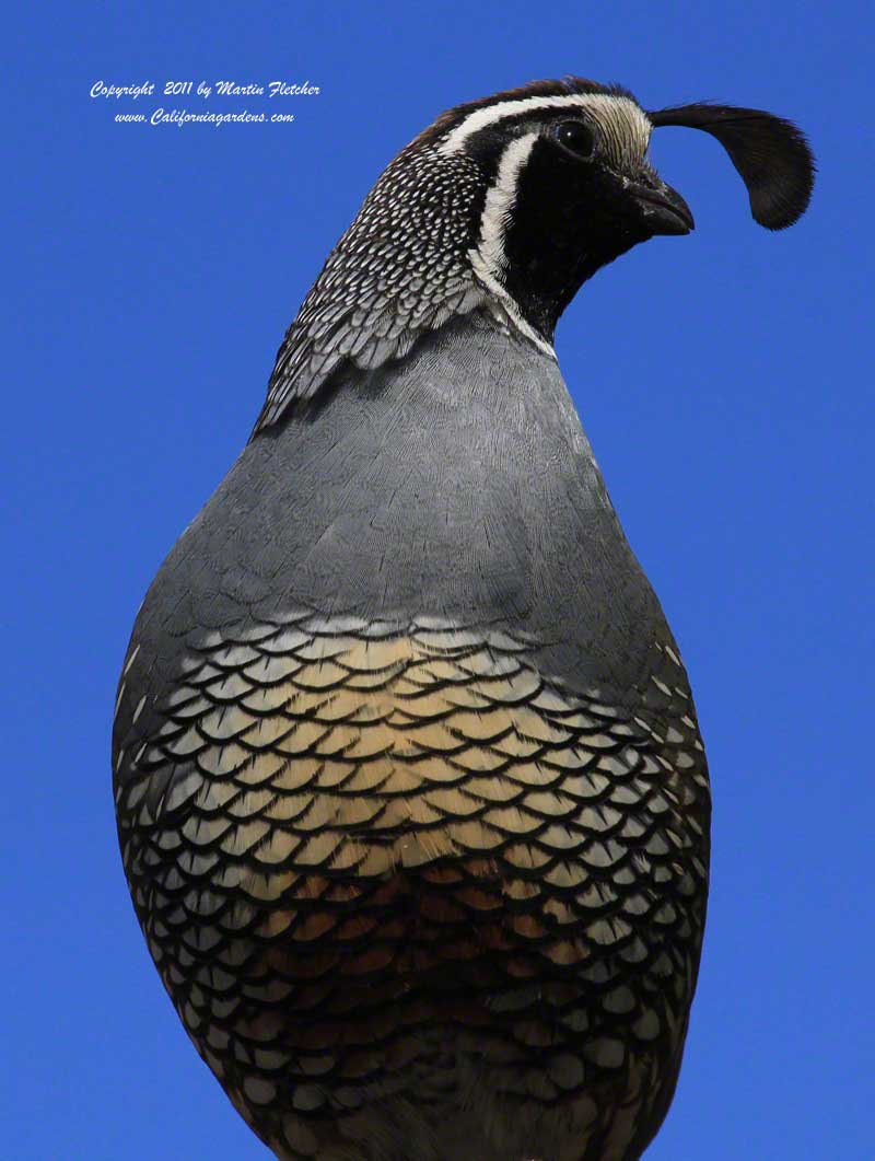 Attracting Wildlife, California Quail