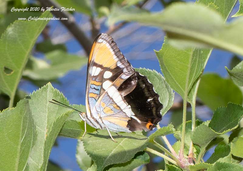California Sister Butterfly in Profile