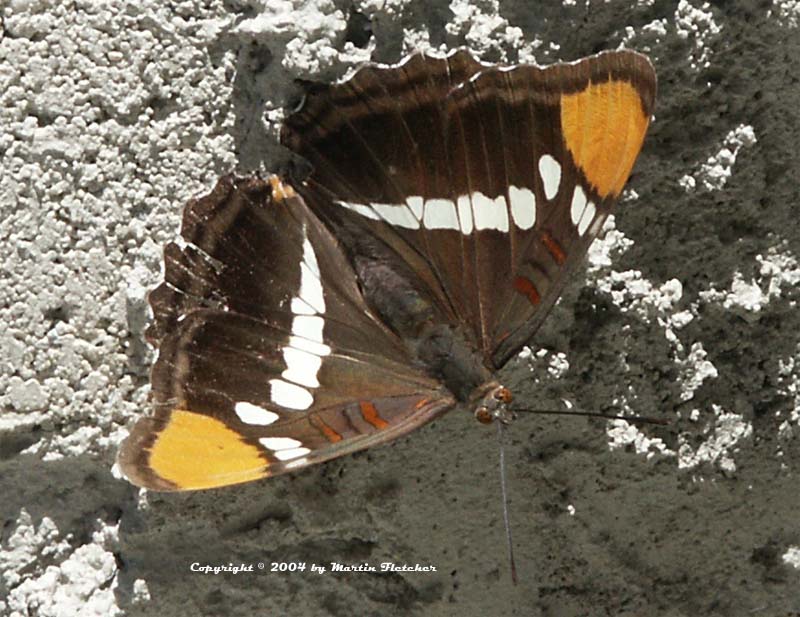 California Sister Butterfly