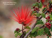 Calliandra californica, Baja Feather Duster