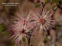 Calliandra eriophylla, Fairy Duster