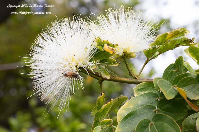 Calliandra haematocephala alba, White Powder Puff