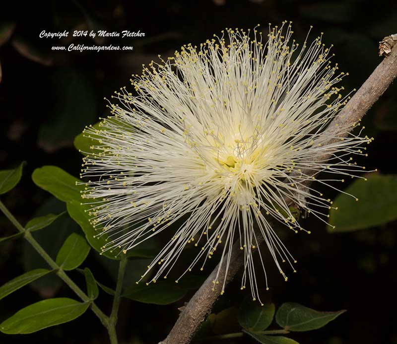 Calliandra haematocephala alba, White Powder Puff