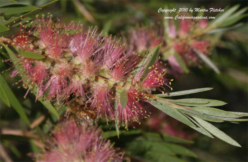 Callistemon Cane's Hybrid, Cane's Bottlebrush