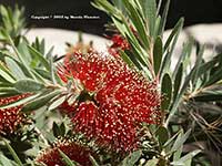 Callistemon Little John, Little John Dwarf Bottlebrush