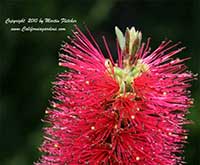 Callistemon citrinus jeffersii, Purple Dwarf Bottlebrush