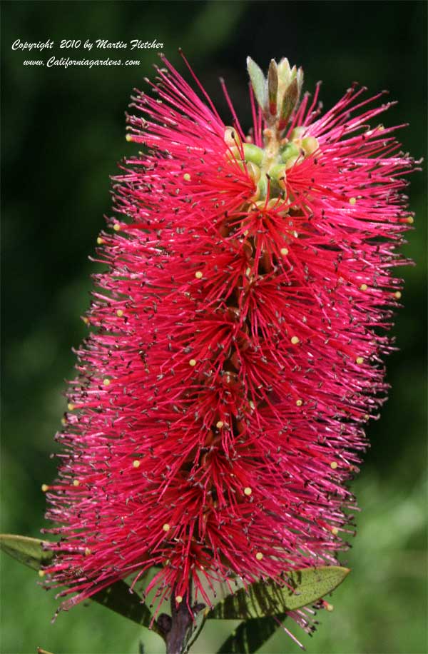 Callistemon citrinus jeffersii, Dwarf Bottlebrush