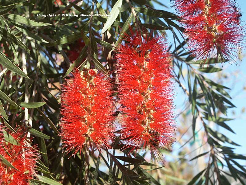 Callistemon viminalis, Weeping Bottlebrush