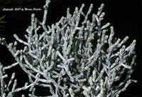 Calocephalus brownii, Cushion Bush
