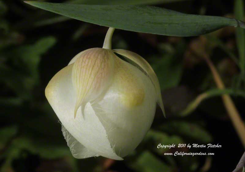 Calochortus albus, Fairy Lily, White Globe Lily, Satin Bells