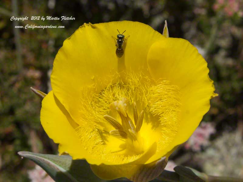 Calochortus calavatus pallida, Club Hair Mariposa Lily