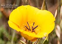 Calochortus clavatus clavatus, Club Hair Mariposa Lily