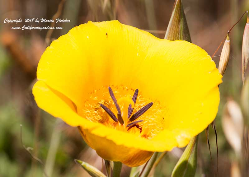 Calochortus calavatus var clavatus, Club Hair Mariposa Lily