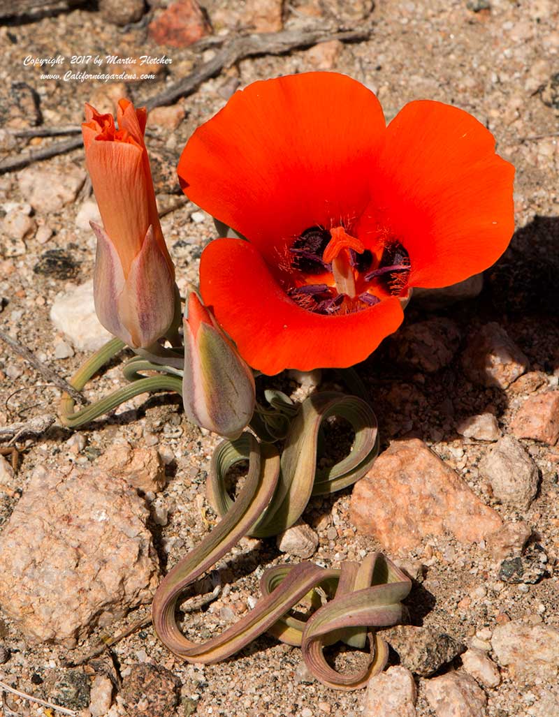 Calochortus kennedyi, Desert Mariposa Lily