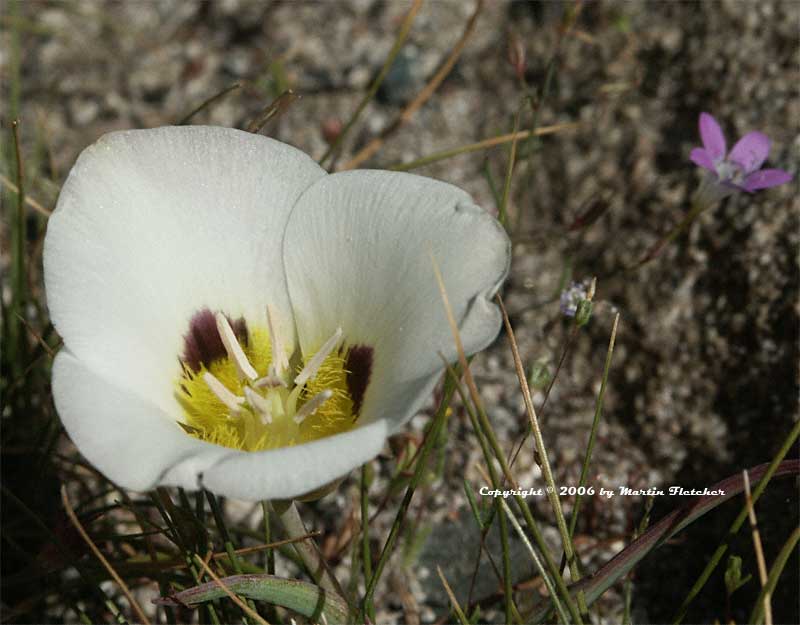 Calochortus leichtlinii, Smokey Mariposa Lily