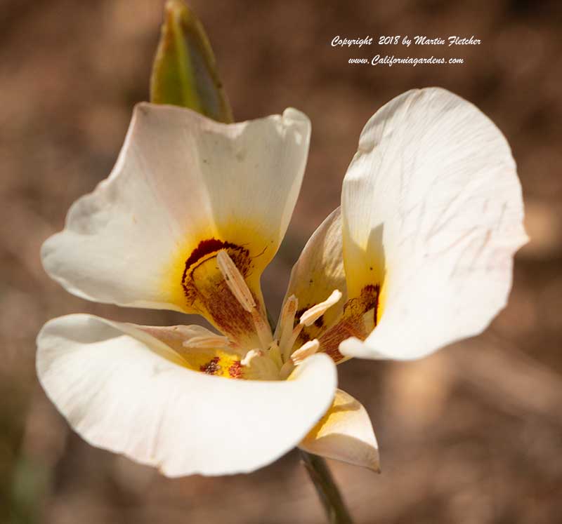 Calochortus nuttallii, Sego Lily