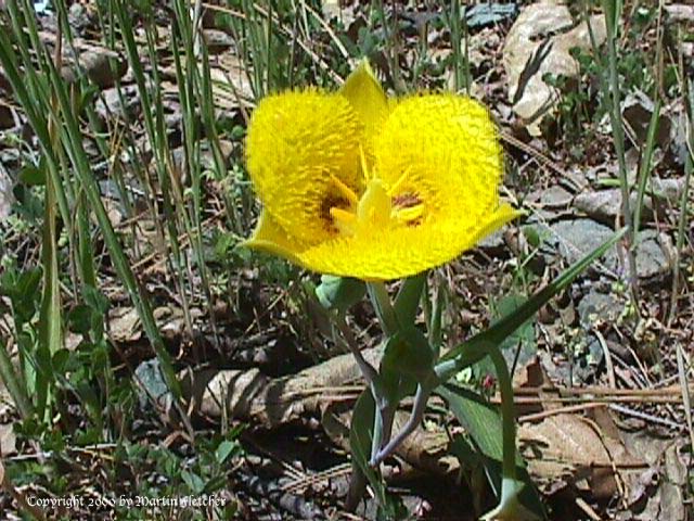 Calochortus monophyllus, Yellow Star Tulip