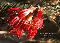 Calothamnus quadrifidus, One Sided Bottlebrush