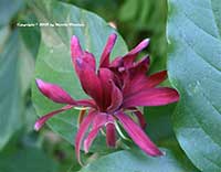 Calycanthus occidentalis, Spice Bush