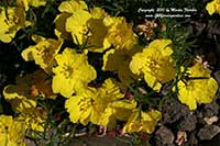Calylophus drummondianus, Calylophs drummondii, Texas Primrose, Squarebud Primrose