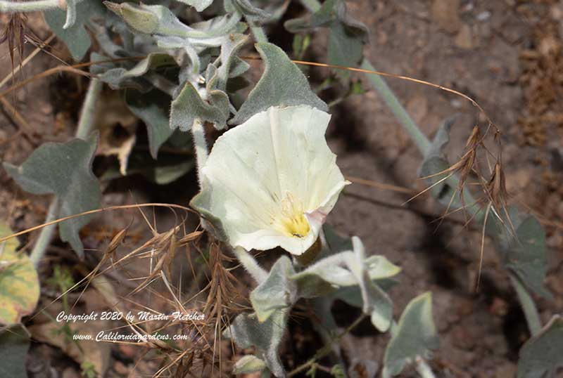 Calystegia malacophylla, Woolly Mornging Glory, Jepson's Morning Glory