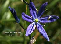 Camassia quamash, Camas
