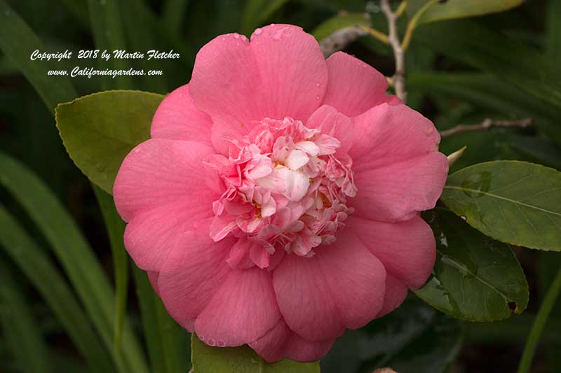 Camellia japonica Chandleri Elegans