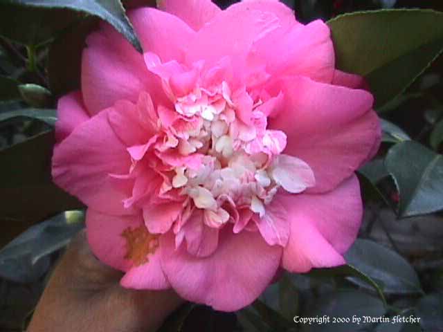 Camellia japonica Chandleri Elegans