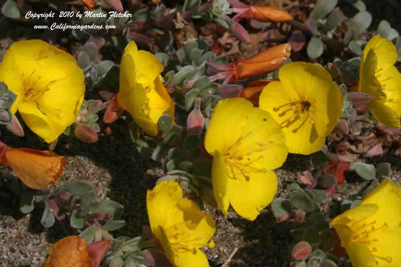 Camissonia cheiranthifolia, Beach Primrose