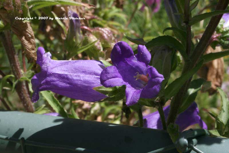 Campanula sarastro, Bellflower