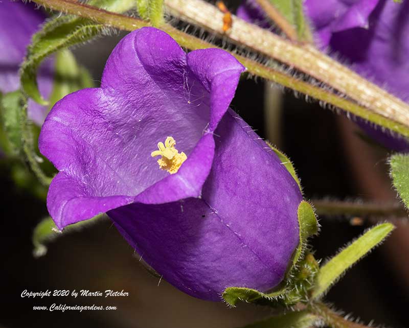 Campanula medium calycanthema, Cup and Saucer