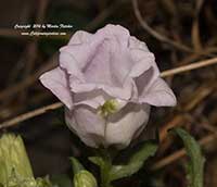 Campanula medium caycanthema, Cup and Saucer Flower