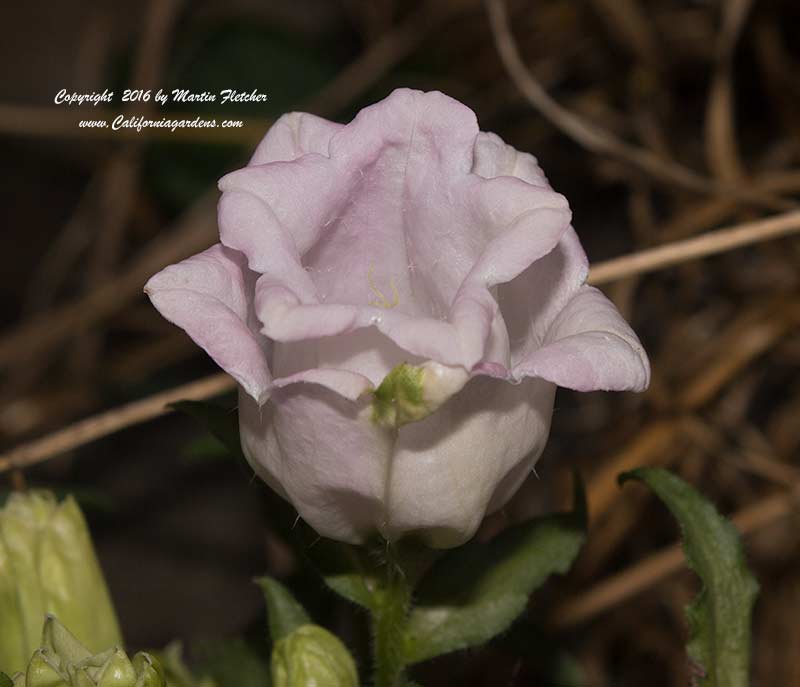 Campanula medium calycanthema, Cup and Saucer