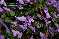 Campanula portenschlagiana, Dalmatian Bellflower