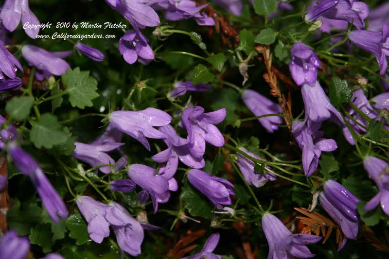 Campanula portenschlagiana, Dalmatian Bell Flower