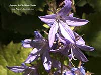 Campanula poscharskyana, Serbian Bellflower