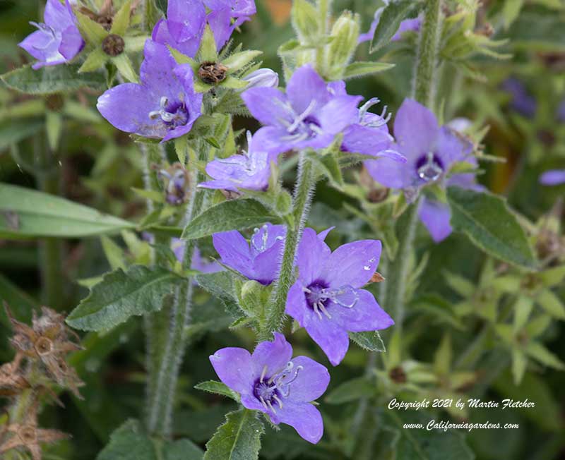 Campanula primulifolia, Spanish Bellflower