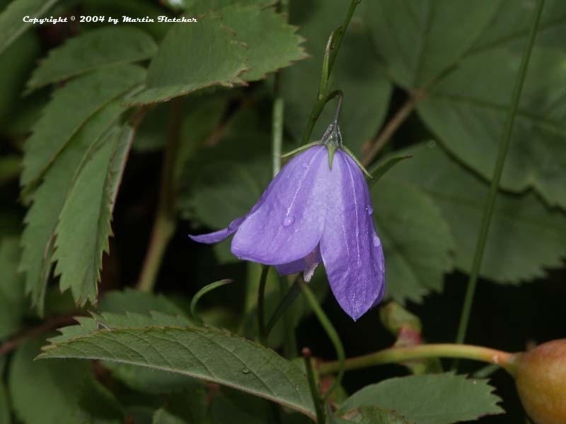 Campanula rotundifolia, Harebell