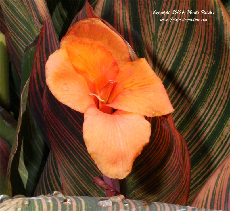 Canna Lily Durban