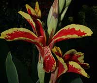 Canna Lily Lucifer