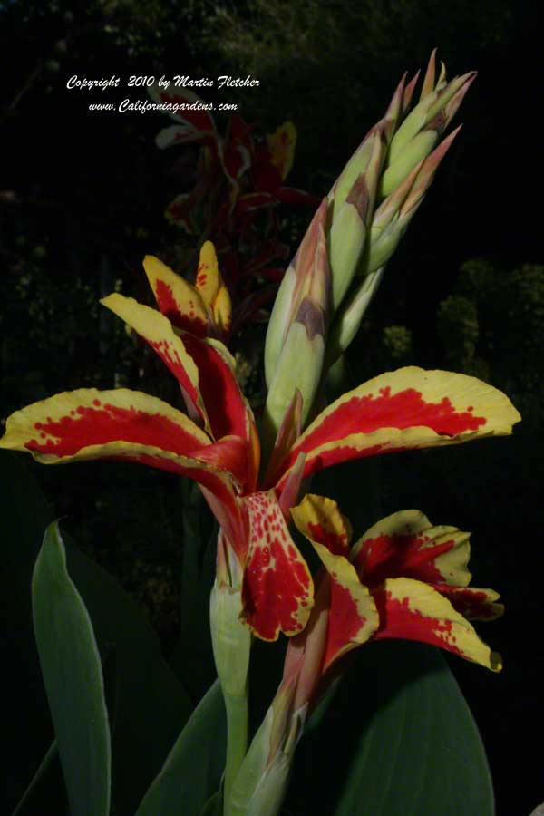 Canna Lucifer