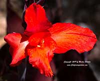 Canna Lily Tropicanna Black