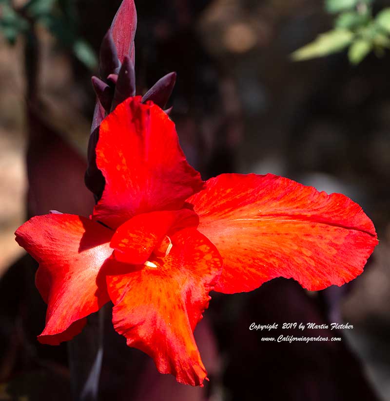 Canna Lily Tropicanna Black